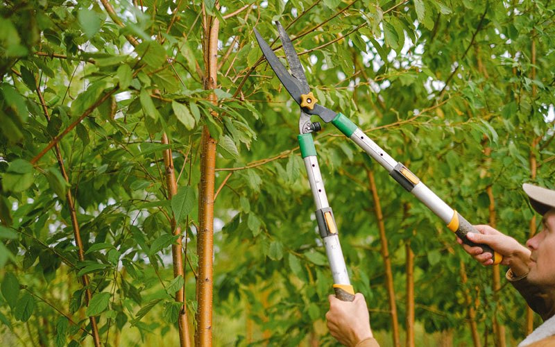 Tree trimming in Lower Peach Tree, AL