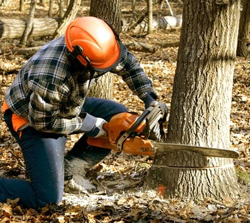 Tree Removal in Lower Peach Tree, AL